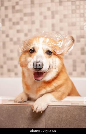 corgi se lave dans la salle de bains, chapeau drôle sur les oreilles, procédures d'eau, prenant soin de l'animal de compagnie, chien heureux. Banque D'Images