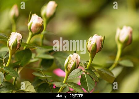 Boutons roses dans un jardin Banque D'Images
