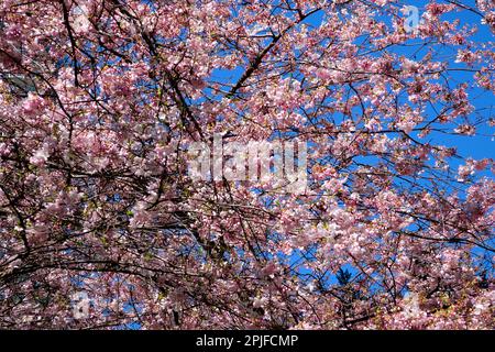 Cerisiers en fleurs Station de Burrard au Canada Vancouver escaliers vers les gratte-ciels lanterne printemps beauté de la nature mains courantes blanches pour grimper de la station Sky train personne calme jour ciel clair Canada 2023 Banque D'Images