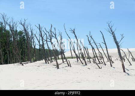 Forêt morte sur la dune de Lacka dans le parc national de Slowiński, Leba, Pologne. Dunes de sable en déplacement absorbant la forêt. Jour d'été ensoleillé, sable et bleu sk Banque D'Images