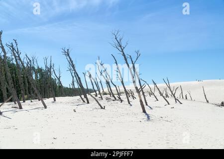 Forêt morte sur la dune de Lacka dans le parc national de Slowiński, Leba, Pologne. Dunes de sable en déplacement absorbant la forêt. Jour d'été ensoleillé, sable et bleu sk Banque D'Images