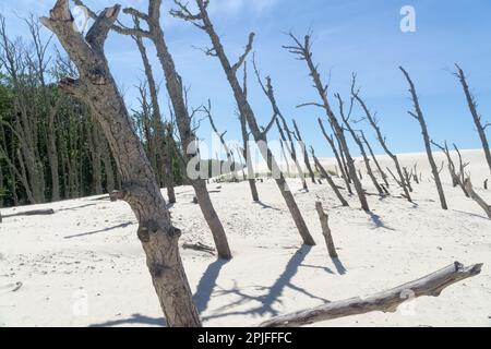 Forêt morte sur la dune de Lacka dans le parc national de Slowiński, Leba, Pologne. Dunes de sable en déplacement absorbant la forêt. Jour d'été ensoleillé, sable et bleu sk Banque D'Images