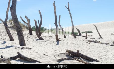 Forêt morte sur la dune de Lacka dans le parc national de Slowiński, Leba, Pologne. Dunes de sable en déplacement absorbant la forêt. Jour d'été ensoleillé, sable et bleu sk Banque D'Images