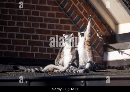 Un portrait en gros plan de trois lémuriens à queue circulaire assis sur un toit au soleil. Un animal atteint un fil électrique et s'y tient. Un autre Banque D'Images