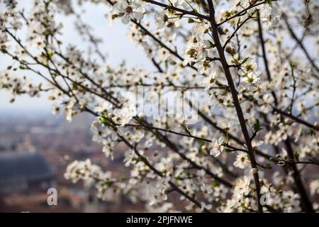 Branches de prune en fleur vus de près avec le ciel comme arrière-plan Banque D'Images