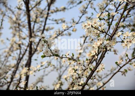 Branches de prune en fleur vus de près avec le ciel comme arrière-plan Banque D'Images