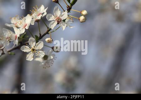 Branches de prune en fleur vus de près avec le ciel comme arrière-plan Banque D'Images