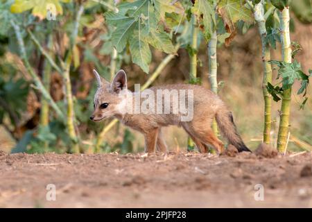 Des petits de renard du Bengale (Vulpes bengalensis), également connu sous le nom de renard indien, ont été observés près de Nalsarovar au Gujarat, en Inde Banque D'Images