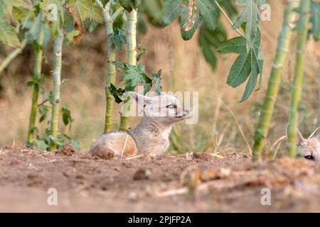 Des petits de renard du Bengale (Vulpes bengalensis), également connu sous le nom de renard indien, ont été observés près de Nalsarovar au Gujarat, en Inde Banque D'Images