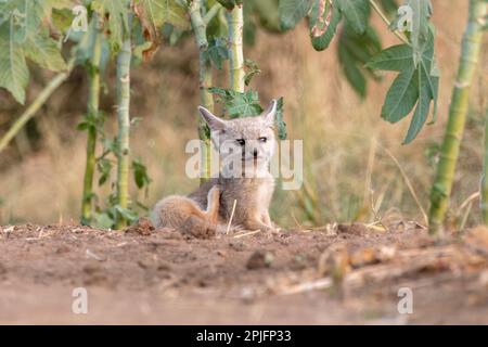 Des petits de renard du Bengale (Vulpes bengalensis), également connu sous le nom de renard indien, ont été observés près de Nalsarovar au Gujarat, en Inde Banque D'Images