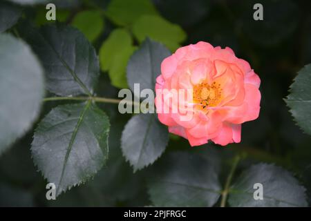 Un gros plan d'une belle fleur rose de Chine cultivée (Rosa chinensis). Image horizontale avec mise au point sélective, fond vert foncé flou et Banque D'Images