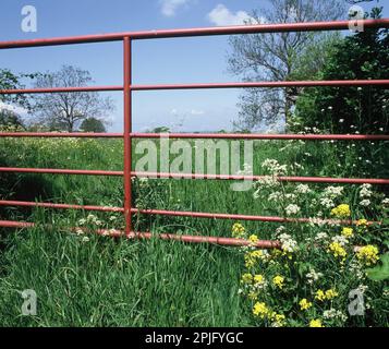 Royaume-Uni. Angleterre. Somerset. Champ passerelle vers. Banque D'Images