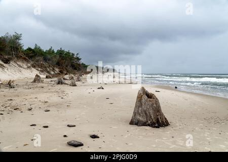 Troncs en bois de 3000 ans d'arbres exposés par l'érosion de la mer dans le parc national de Slowinski, Leba, Pologne. Mer Baltique, forêt submergée près de Czolpino, Banque D'Images