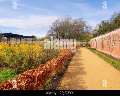 La dame principale marche le long du mur nord du jardin clos de Kirkleatham au printemps après la pluie Banque D'Images