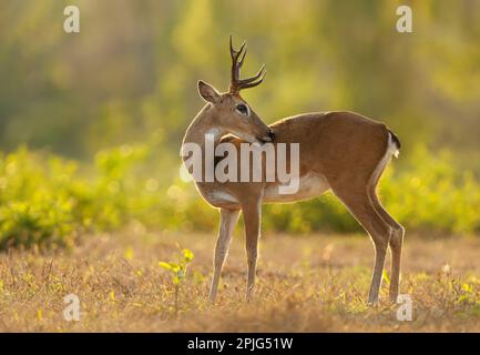 Près d'un Cerf des Pampas au coucher du soleil, Pantanal, Brésil. Banque D'Images