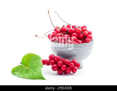 Schisandra chinensis plante médicinale avec feuille isolée sur blanc Banque D'Images