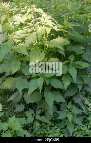 Une ortie piquante poussant dans un champ. Urtica dioica Banque D'Images
