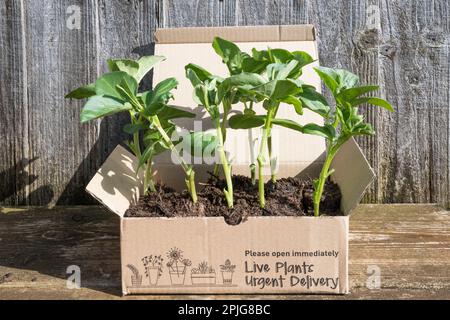 Grandes plantes de haricots poussant dans la boîte marquée plantes vivantes livraison urgente. Plantes par post concept. Banque D'Images