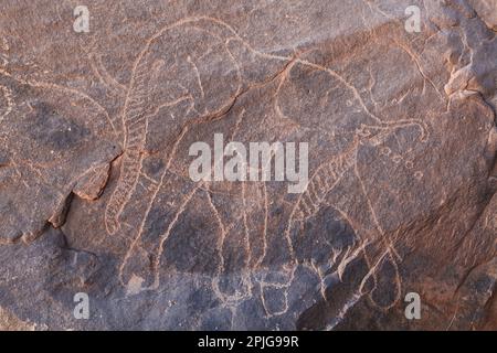 Gravure rupestres dans désert du Sahara, Tadrart, Algérie Banque D'Images