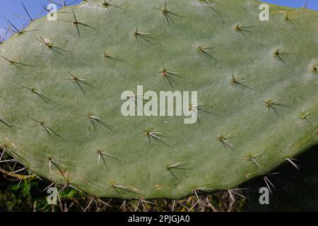 cactus tzabar à grandes feuilles Banque D'Images