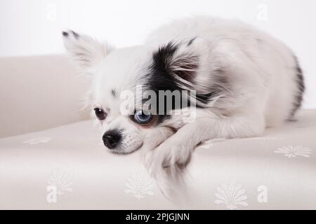 Chihuahua à poil long sur un banc blanc isolé sur un fond blanc. Cheveux longs chihuahua posant sur un banc de satin blanc dans un studio blanc sur blanc. Banque D'Images