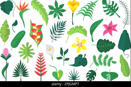 Plate plantes exotiques feuille, fleur de brousse tropicale. Feuilles isolées de jungle, buissons et feuillage de palmier. Graphique abstrait botanique, nature vectorielle néotérique Illustration de Vecteur