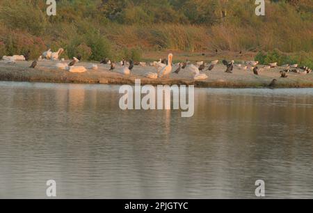 Beauté naturelle de la vie sauvage sous la forme de sauvagine, pélicans et tels se prélasser la Californie dorée de Irvine San Joaquin Marsh Wildlife Sanctuary. Banque D'Images