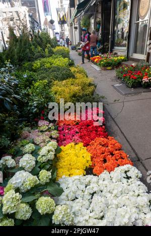 Fleurs, fleurs, fleuriste Gros District, NYC Banque D'Images