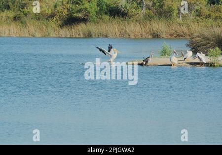 Beauté naturelle de la vie sauvage sous la forme de sauvagine, pélicans et tels se prélasser la Californie dorée de Irvine San Joaquin Marsh Wildlife Sanctuary. Banque D'Images