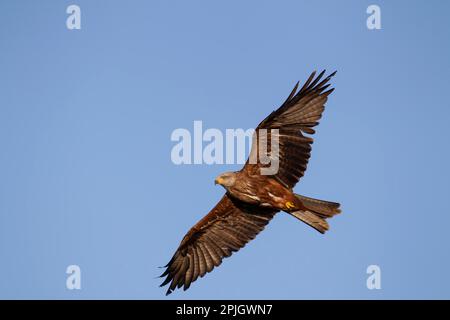 Cerf-volant noir (Milvus migrans) oiseau adulte en vol, Angleterre, Royaume-Uni Banque D'Images