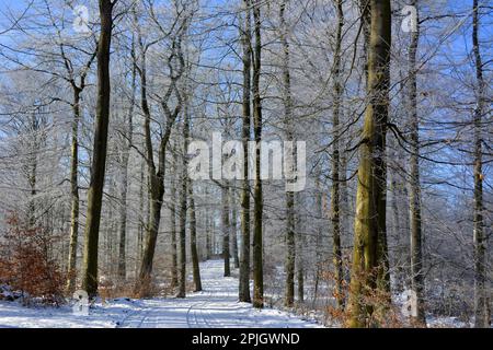 D. BW. Forêt feuillue avec neige et givre à l'Aschberg entre Oelbronn et Maulbronn. Forêt à feuilles caduques avec des gelées en hiver Banque D'Images