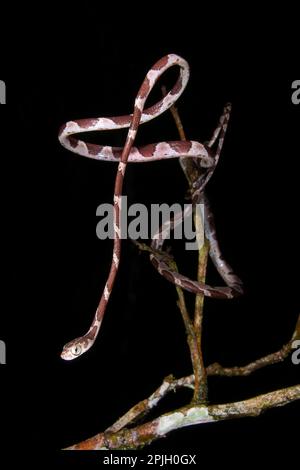 Serpent d'arbre à tête plate adulte (Imantodes cenchoa), chassé entre les branches la nuit, Station biologique de Los Amigos, Madre de Dios Banque D'Images