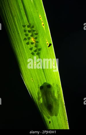 La grenouille en verre de Berger (Hyalinobatrachium bergeri), mâle adulte, gardait les œufs et s'accrochant au dessous d'un ruisseau de montagne recouvert de feuilles Banque D'Images