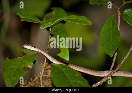 Autres animaux, reptiles, serpents, animaux, serpent de nuit forestier (Ithycyphus goudoti) adulte, dans l'arbre la nuit, Ranomafana N. P. Madagascar Banque D'Images