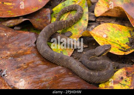 Lanciers, vipers de lance, autres animaux, venimeux, serpents toxiques, Reptiles, serpents, animaux, Anandin Lancehead (Bothrops andianus) adulte, sur feuille Banque D'Images