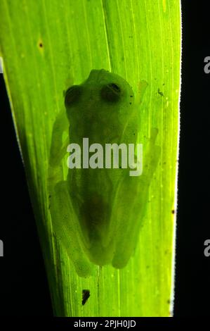 Grenouille en verre, grenouilles en verre, amphibiens, autres animaux, grenouilles, Animaux, Berger's Glass Frog (Hyalinobatrachium bergeri) adulte mâle, accroché au dessous Banque D'Images