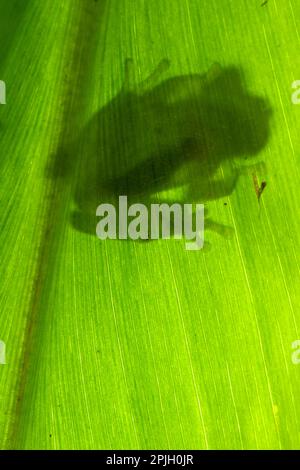 Grenouille en verre, grenouilles en verre, amphibiens, autres animaux, grenouilles, Animaux, Berger's Glass Frog (Hyalinobatrachium bergeri) adulte mâle, accroché au dessous Banque D'Images