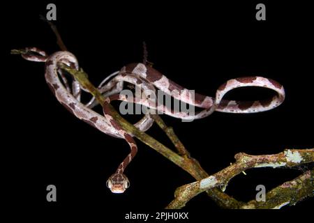 Serpent d'arbre à tête plate adulte (Imantodes cenchoa), chassé entre les branches la nuit, Station biologique de Los Amigos, Madre de Dios Banque D'Images