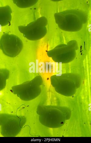 La grenouille en verre de Berger (Hyalinobatrachium bergeri) a développé des œufs pondus sur le dessous d'un ruisseau de montagne recouvert de feuilles, Dedemento Cuzco, Andes Banque D'Images