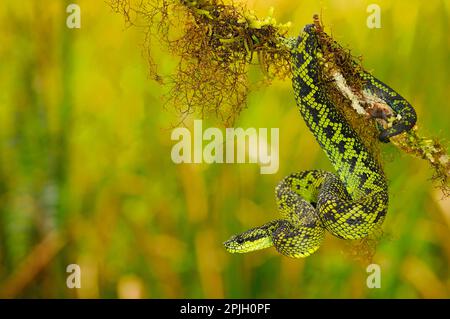 Vipère de brousse noir-vert, vipère de brousse noir et vert (Atheris nitschei), autres animaux, serpents venimeux, reptiles, Serpents, animaux Banque D'Images