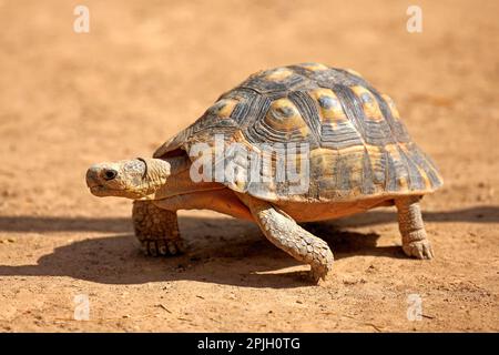 Angulate Tortue (Chersina angulata) adulte, marchant sur un sol sec, Addo Elephant N. P. Eastern Cape, Afrique du Sud Banque D'Images