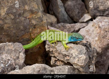 Lézard vert de l'Ouest (Lacerta bilineata) adulte mâle, se baquant sur le calcaire, Cévennes, France Banque D'Images