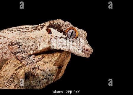 Gargoyle gecko (Rhacodactylus auriculatus), Gecko à tête de souche, Gecko à double doigts, autres animaux, Gecko, Reptiles, animaux, Gargoyle Gecko adulte Banque D'Images