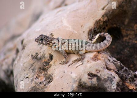 Lézard à queue de maculage brune cubaine (Leiocephalus cubensis) adulte, reposant sur la roche, Jibacoa, province de Mayabeque, Cuba Banque D'Images