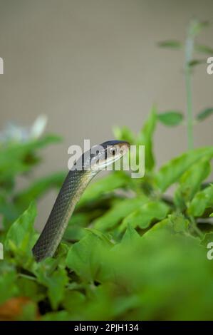 Couleuvre d'herbe des Everglades (Coluber constrictor paludicola) adulte, au milieu de la végétation, utricularia ochroleuca (U.) (U.) S. A. Banque D'Images