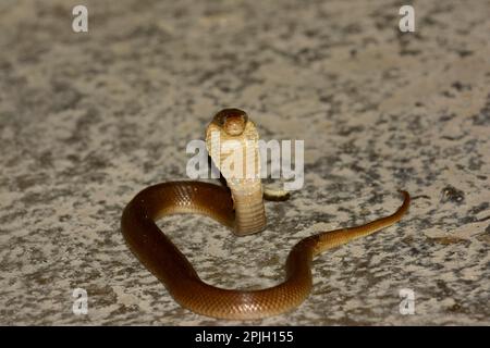 Cobra à cracher Javan, cobras à cracher Javan (Naja sputatrix), cobra, cobras, autres animaux, venimeux, Serpents venimeux, reptiles, serpents, animaux Banque D'Images