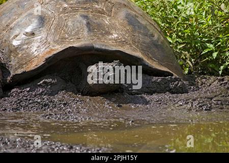 Testudo elekantopus porteri porteri, tortue géante Galapagos, tortue des éléphants, tortues géantes galapagos (Geochelone nigra) E Banque D'Images