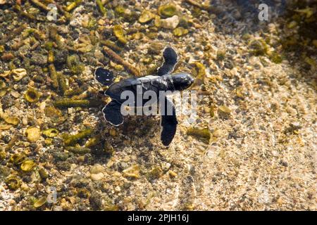 Chelonia mydas agassizi, tortue verte du Pacifique oriental, tortue verte des galapagos (Chelonia mydas agassizii), tortue verte du Pacifique, Pacifique oriental Banque D'Images