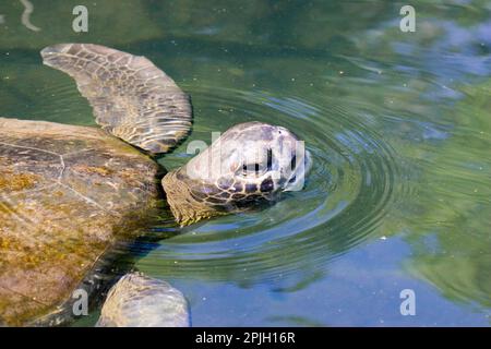 Chelonia mydas agassizi, tortue verte du Pacifique oriental, tortue verte des galapagos (Chelonia mydas agassizii), tortue verte du Pacifique, Pacifique oriental Banque D'Images