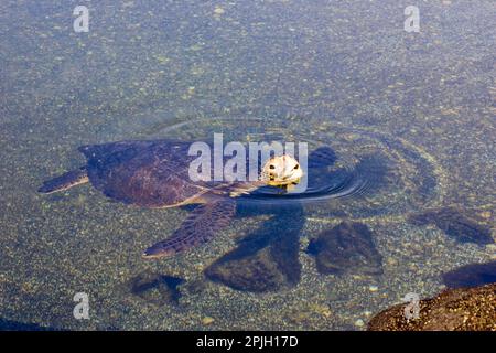 Chelonia mydas agassizi, tortue verte du Pacifique oriental, tortue verte des galapagos (Chelonia mydas agassizii), tortue verte du Pacifique, Pacifique oriental Banque D'Images